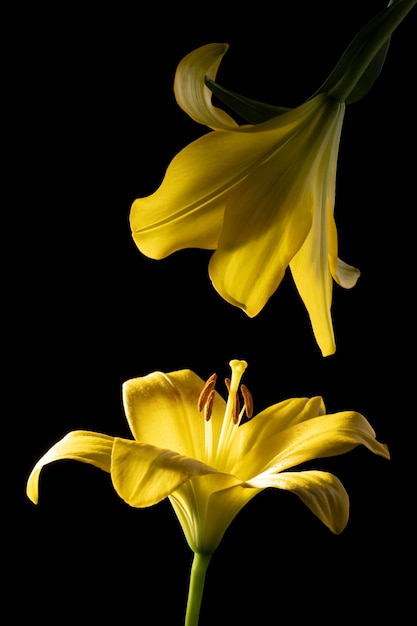 Beautiful yellow lily flower