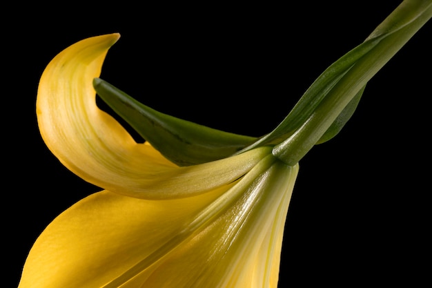 Beautiful yellow macro lily flower