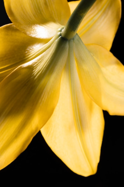 Beautiful yellow macro lily flower