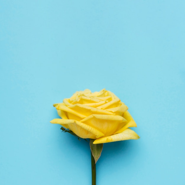 Beautiful yellow rose on blue background