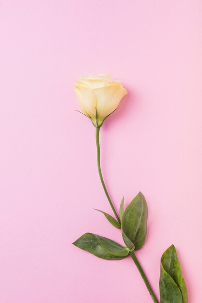 Beautiful yellow rose on pink background