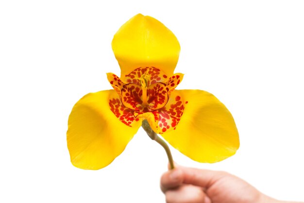 美しい黄色の緋色の花チグリジアは、白い背景で隔離の手で保持します。フラットレイ、上面図