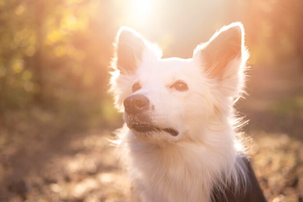 日光の下で美しい若い犬