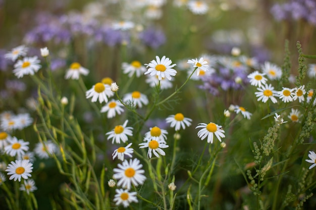 Beautifully blossomed daises in the field