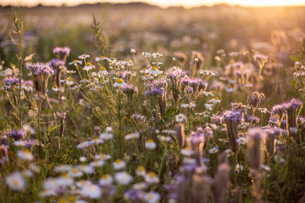 野原の太陽光線の下でキラリと光る美しく開花したデイジー
