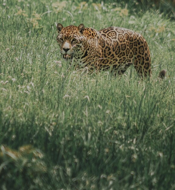 Beautifully spotted wild jaguar walking through a lush meadow in a jungle