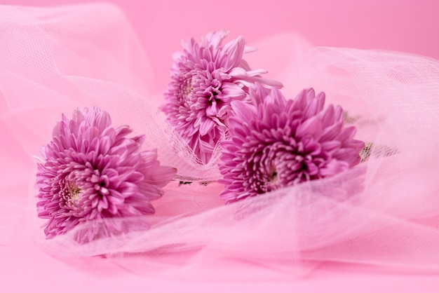 Free photo beautiul pink chrysanthemum and veil