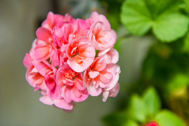 Beauty and colorful flowers