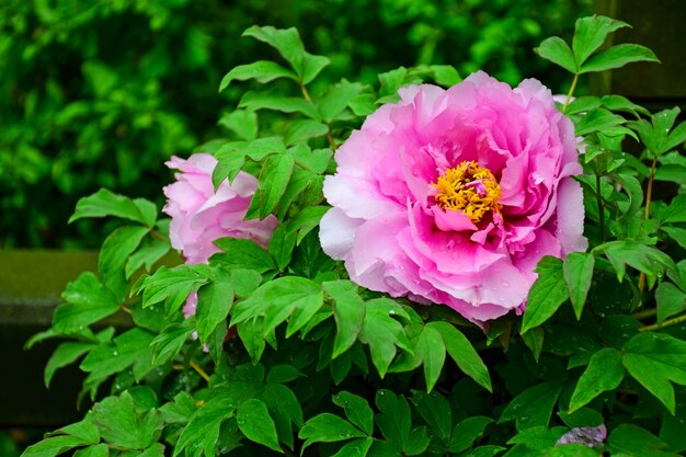 Beauty flower in a plant