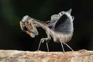 Foto gratuita la bellezza della forma di autodifesa dead leaf mantis