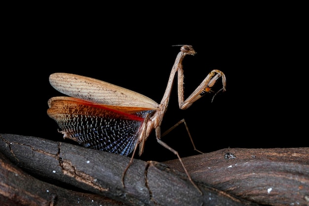 the beauty of the form of self defense mantis by other insect attacks Asian brown praying mantis self defense on branch