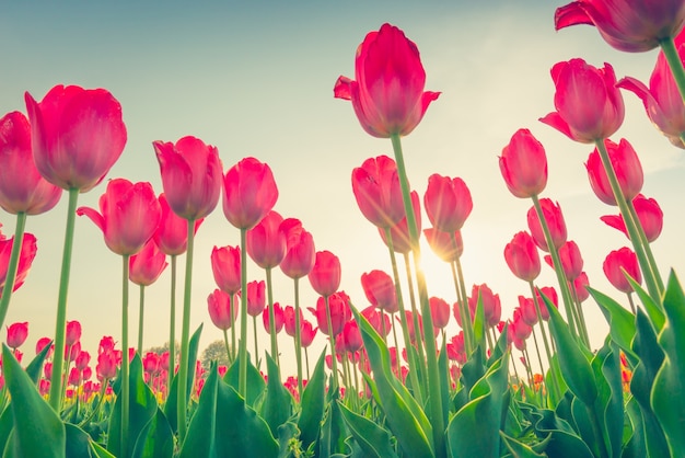뷰티 튤립 아름다운 꽃다발 필드