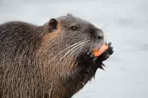 Free photo beaver eating with blurred water