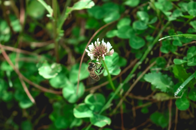 bee animal pollination yellow macro