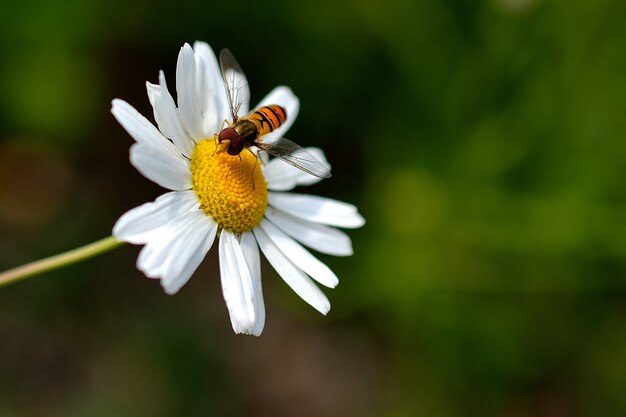 «Пчела на ромашке»