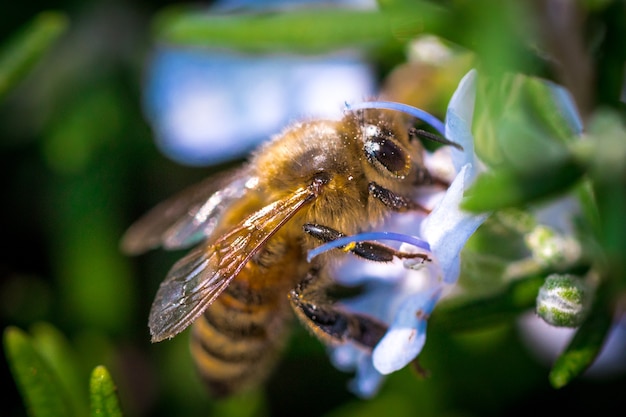 Bee close up