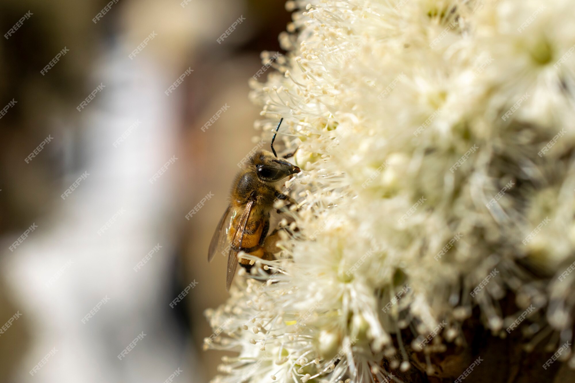 ジャボチカバの花に花粉を集めるミツバチ セレクティブフォーカス プレミアム写真