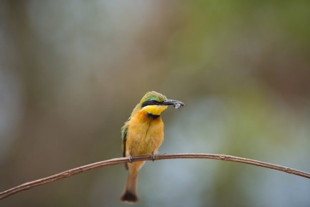 Bee-eater resting on the branch