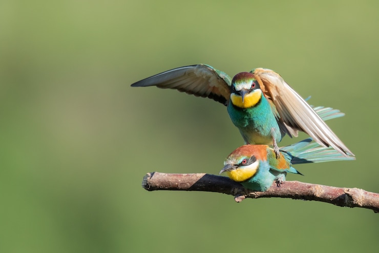 Free Photo bee-eater sitting on top of another one over the tree branch
