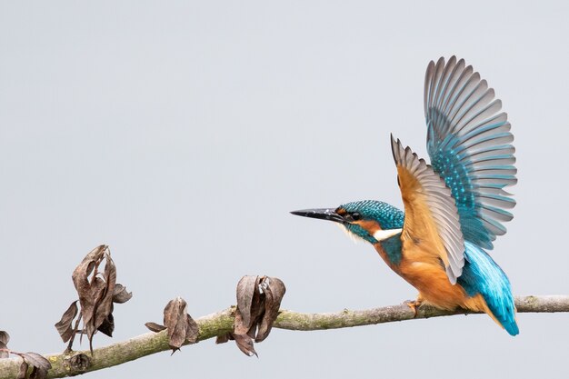 Bee-eater sitting on the tree branch under the clouded sky