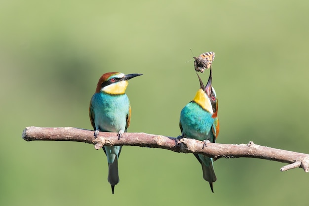 Bee-eater trying to eat an insect next to another one on the tree branch