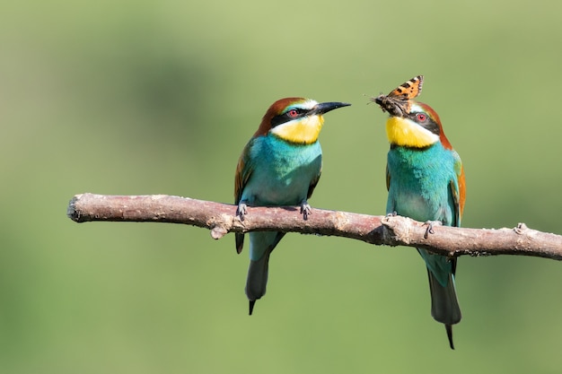 Bee-eater trying to eat an insect next to another one on the tree branch