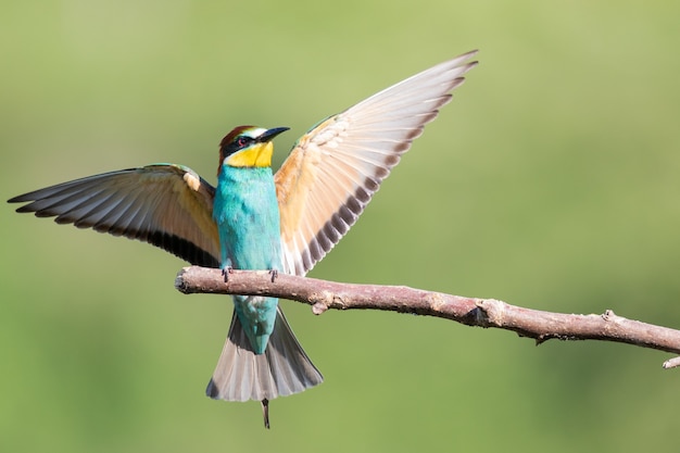 Bee-eater with multicolored feathers and open wings sitting on the branch of the tree