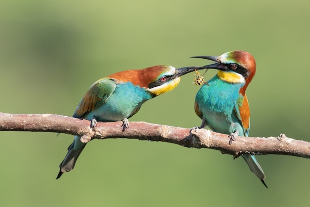 Bee-eaters with multicolored feathers sitting on the tree branch