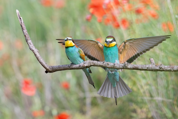 Bee-eaters with multicolored feathers sitting on the tree branch