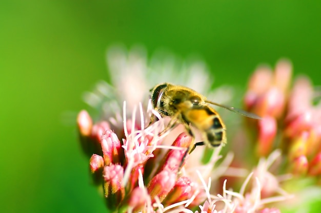 Foto gratuita ape su un fiore