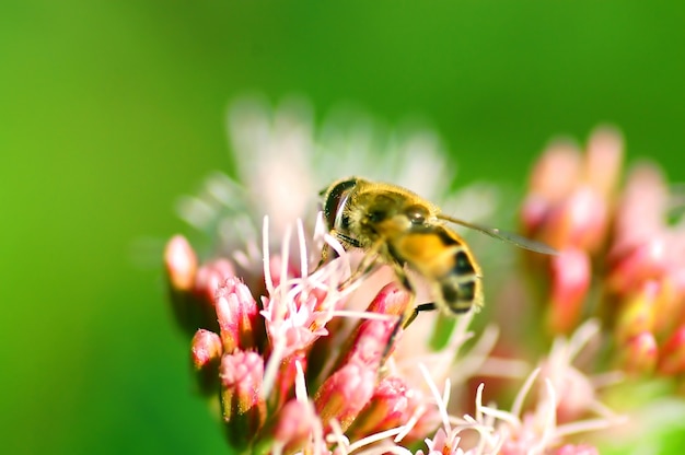 Free photo bee on a flowers