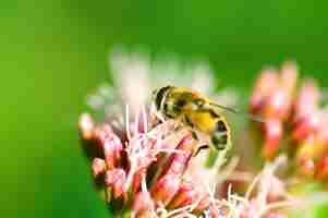 Free photo bee on a flowers