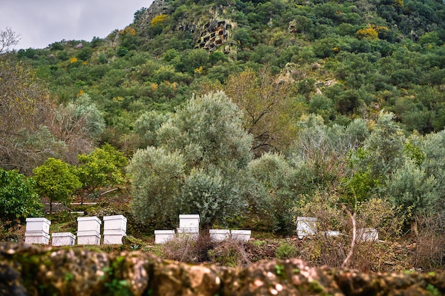 Free photo bee hives in the background of a mountain with rocky lycian tombs in fethiye turkey