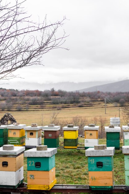 Bee hives outdoors country lifestyle