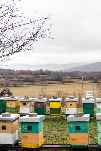 Пчелиные ульи на открытом воздухе деревенский образ жизни