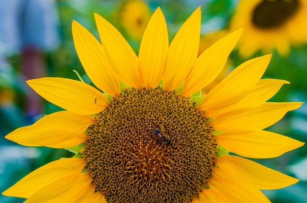 A Bee hovering on a sunflower. Close up of sunflower, selective focus on blurred background