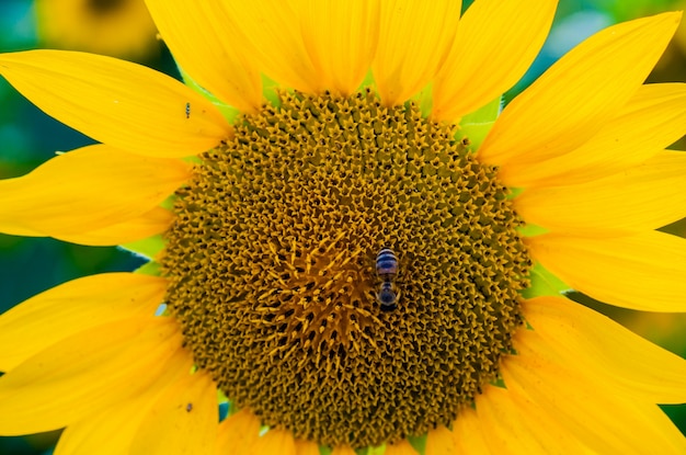 A Bee hovering on a sunflower. Close up of sunflower, selective focus on blurred background