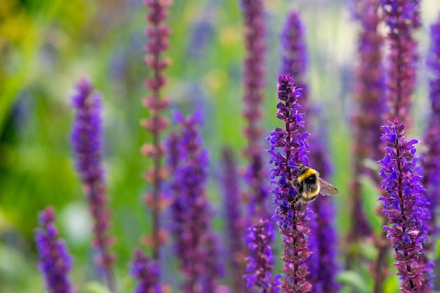 Bee near beautiful lavender flowers in a field during daylight