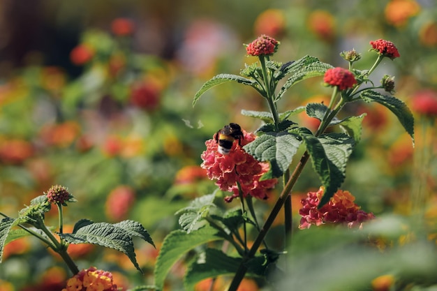 무료 사진 붉은 꽃에 꿀벌