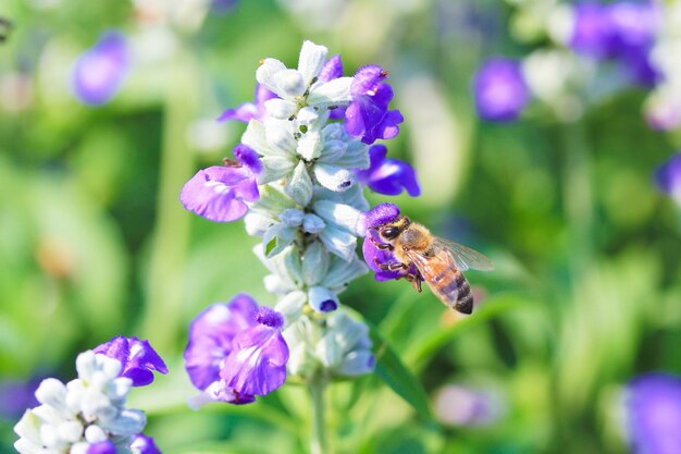 꿀벌 pollinating 꽃