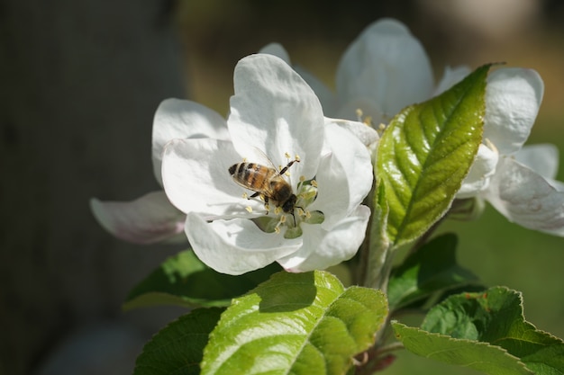 Пчела опыляет белый цветок с размытым фоном