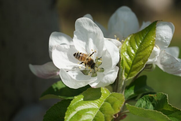 배경을 흐리게 흰 꽃에 pollinating 꿀벌