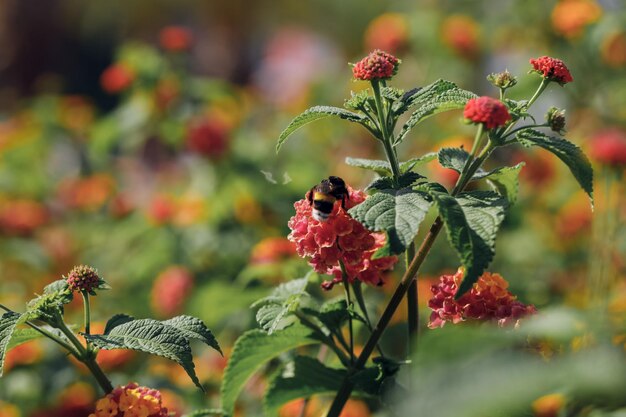 Bee on red flower