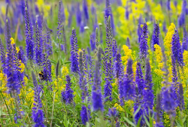 ラベンダーの花の上に座って蜂