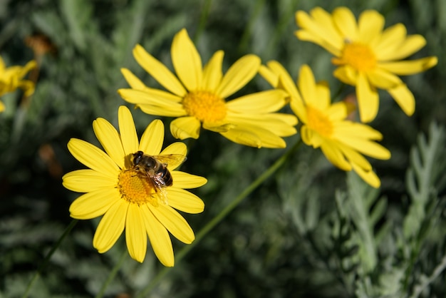 Bee on yellow flowers closeup (Euryops pectinatus)