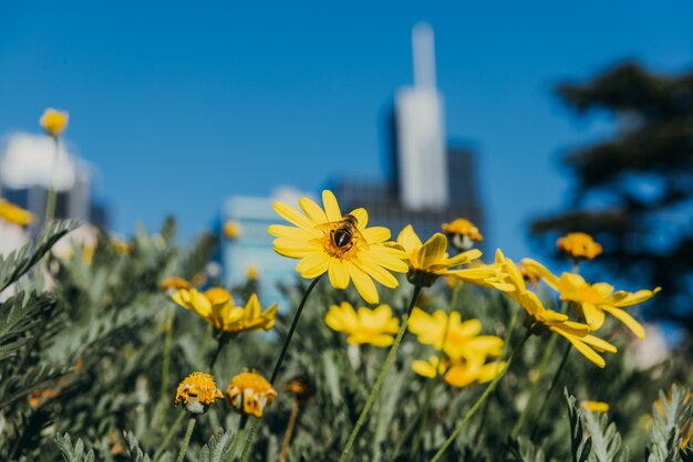 노란 꽃 근접 촬영에 꿀벌 (Euryops pectinatus)