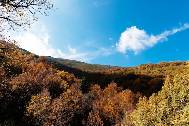 Beechwood of Pedrosa, Riaza, Segovia, Spain