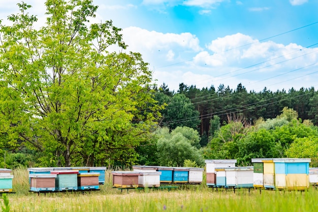 Ульи на зеленых ландшафтах. натуральное весеннее садовое пчеловодство.