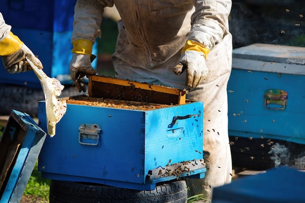 Foto gratuita apicoltore che raccoglie il miele indossando indumenti protettivi