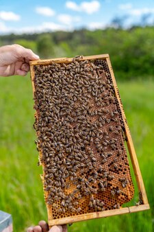 Пчеловод держит соты, полные пчел. деревянная медовая рамка держится в руках.